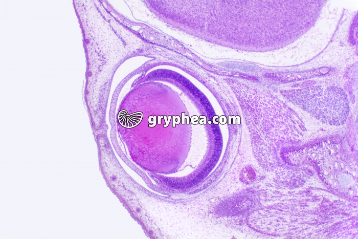 Embryon de Souris CL x10 - gryphea.com